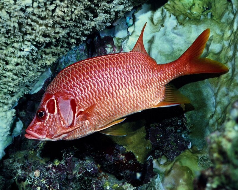 Red Fish in Coral