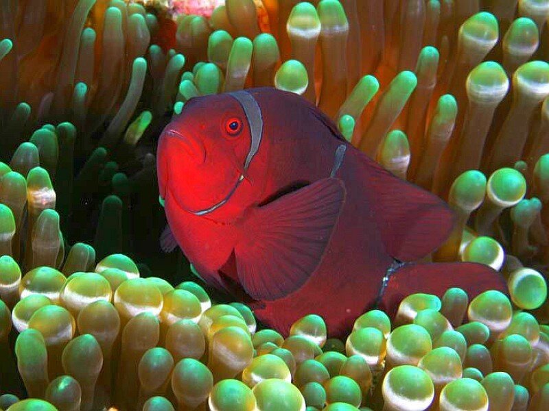 Red fish in sea anemone