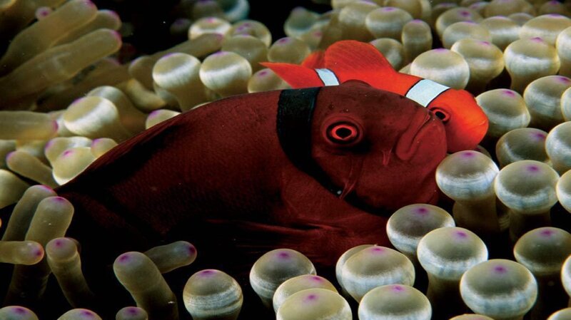 Red Fish in Sea Anemone — Calm