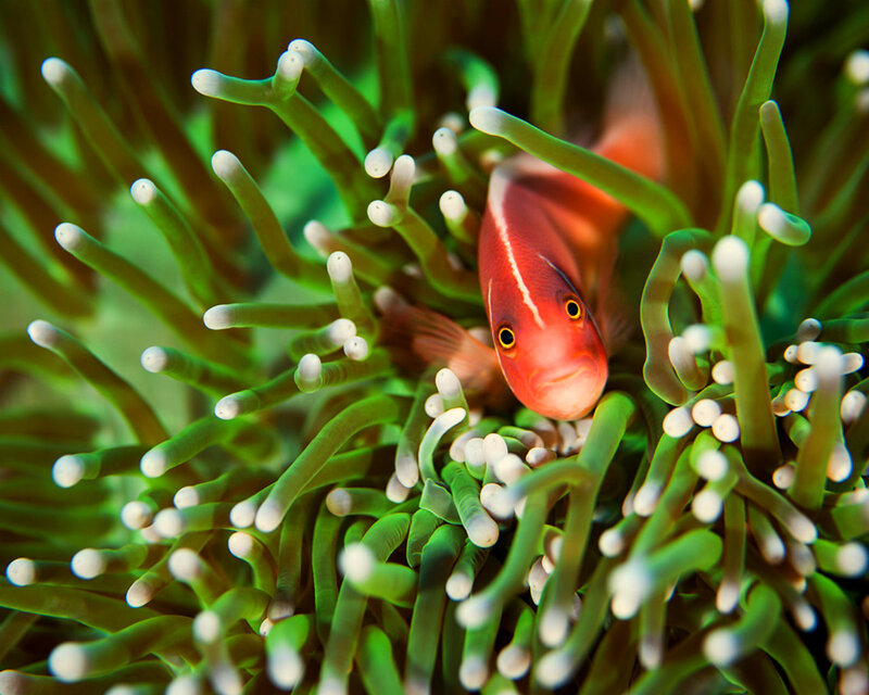 Red Fish in Sea Anemone — Green