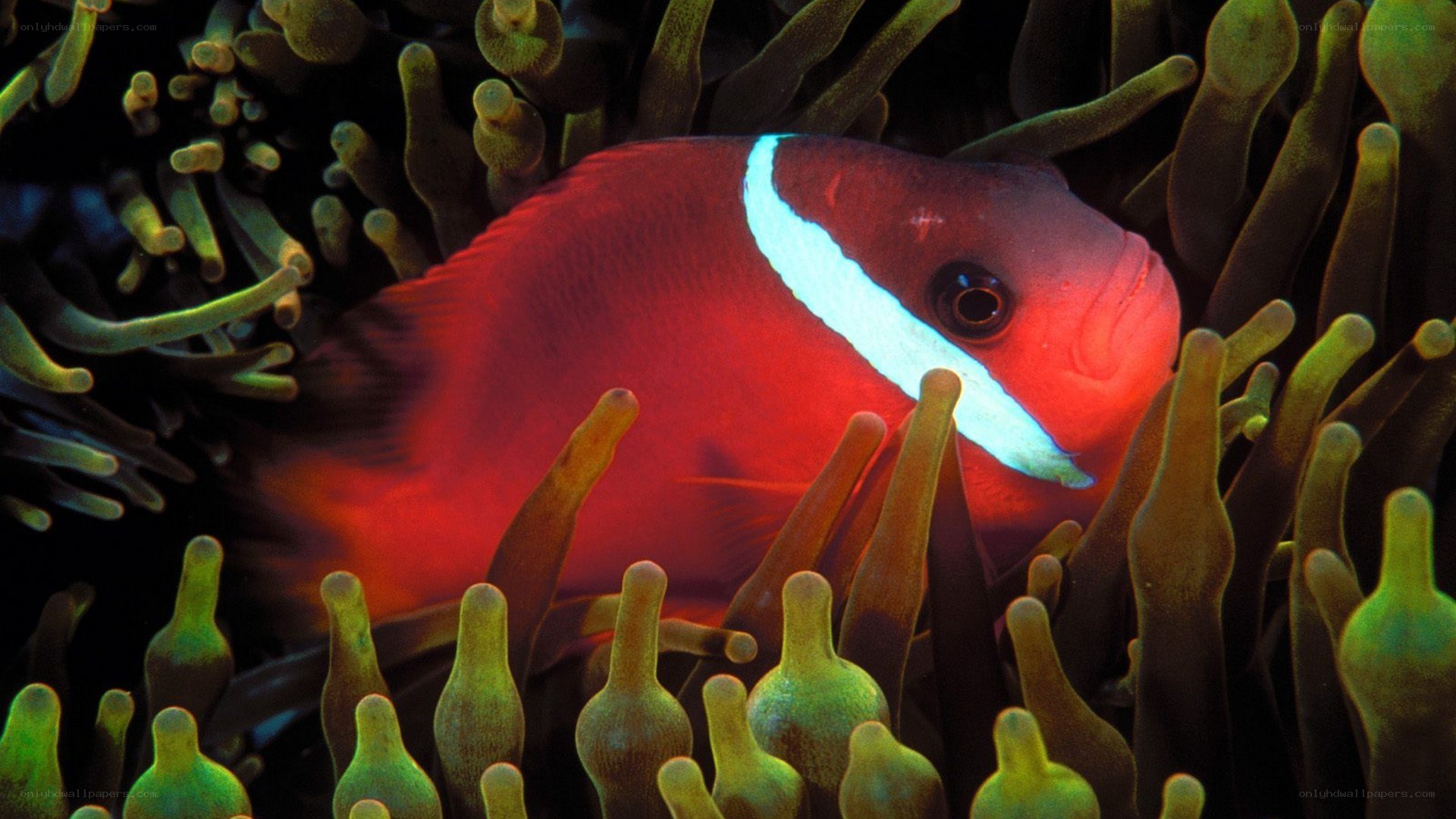 Red fish in sea anemone