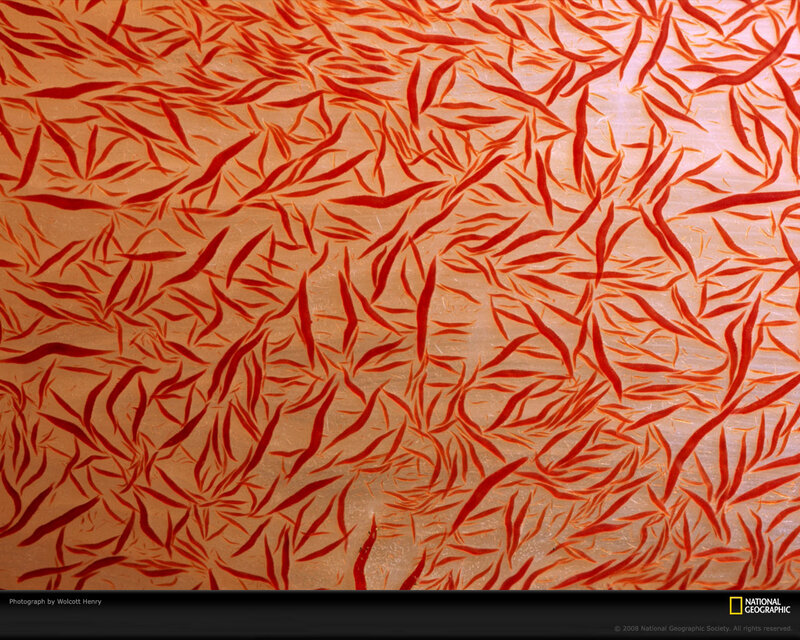 Red Fish in Water