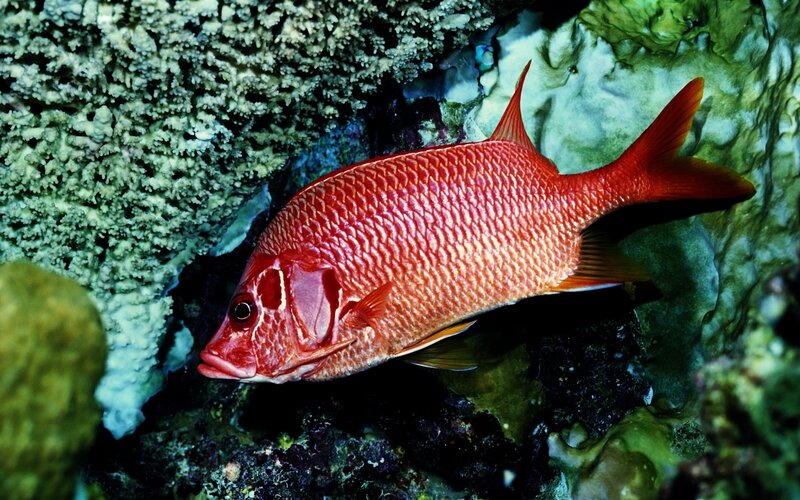 Red Fish Near Coral — Natural