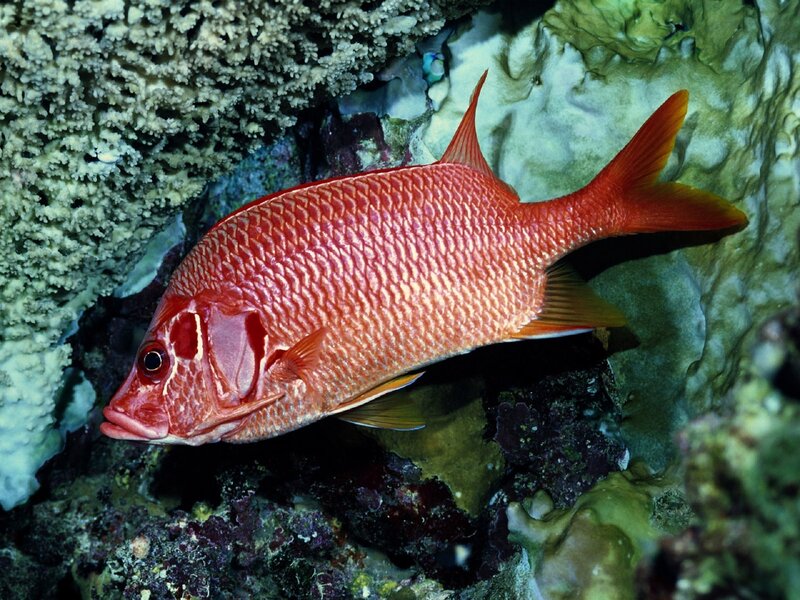Red fish near coral reef