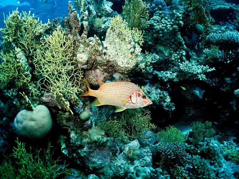 Red Fish Near Coral