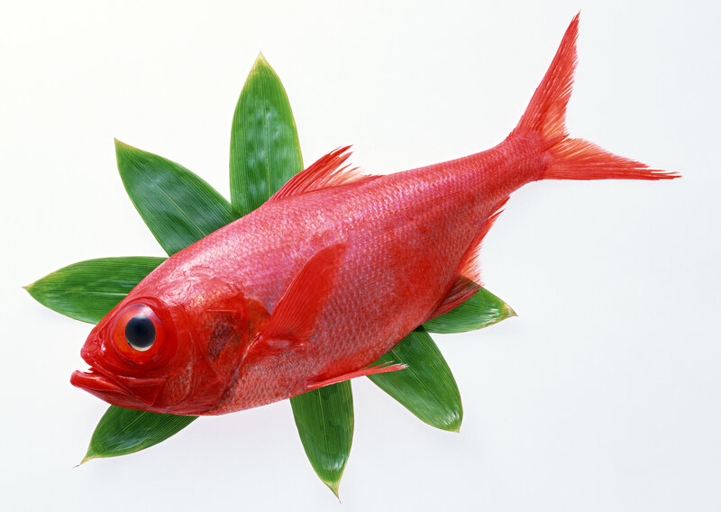 Red fish on green leaves