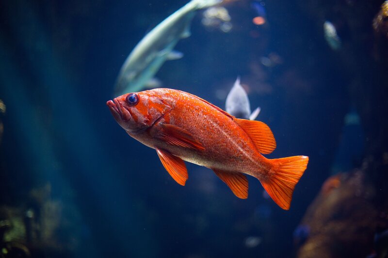 Red fish swimming in aquarium