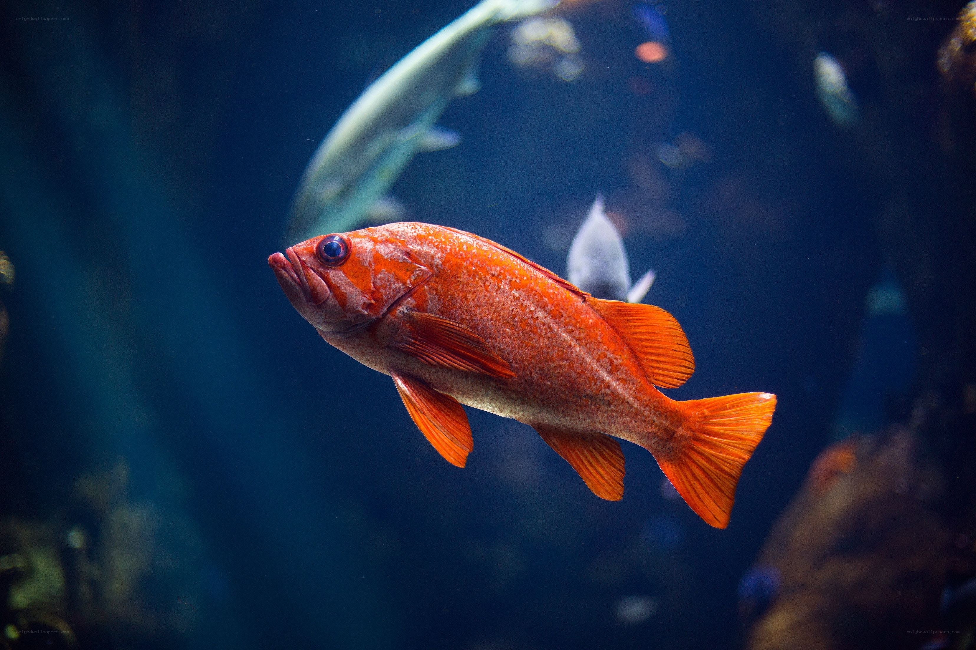 Red fish swimming in aquarium