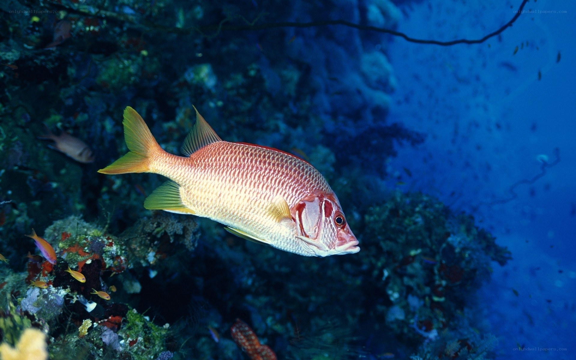 Red fish swimming in coral reef