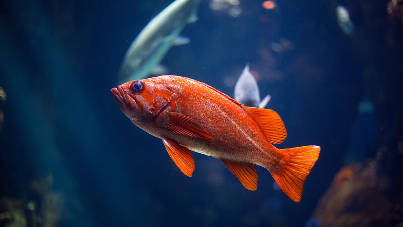 Red Fish Swimming