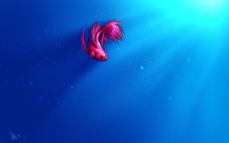 Red fish swimming underwater