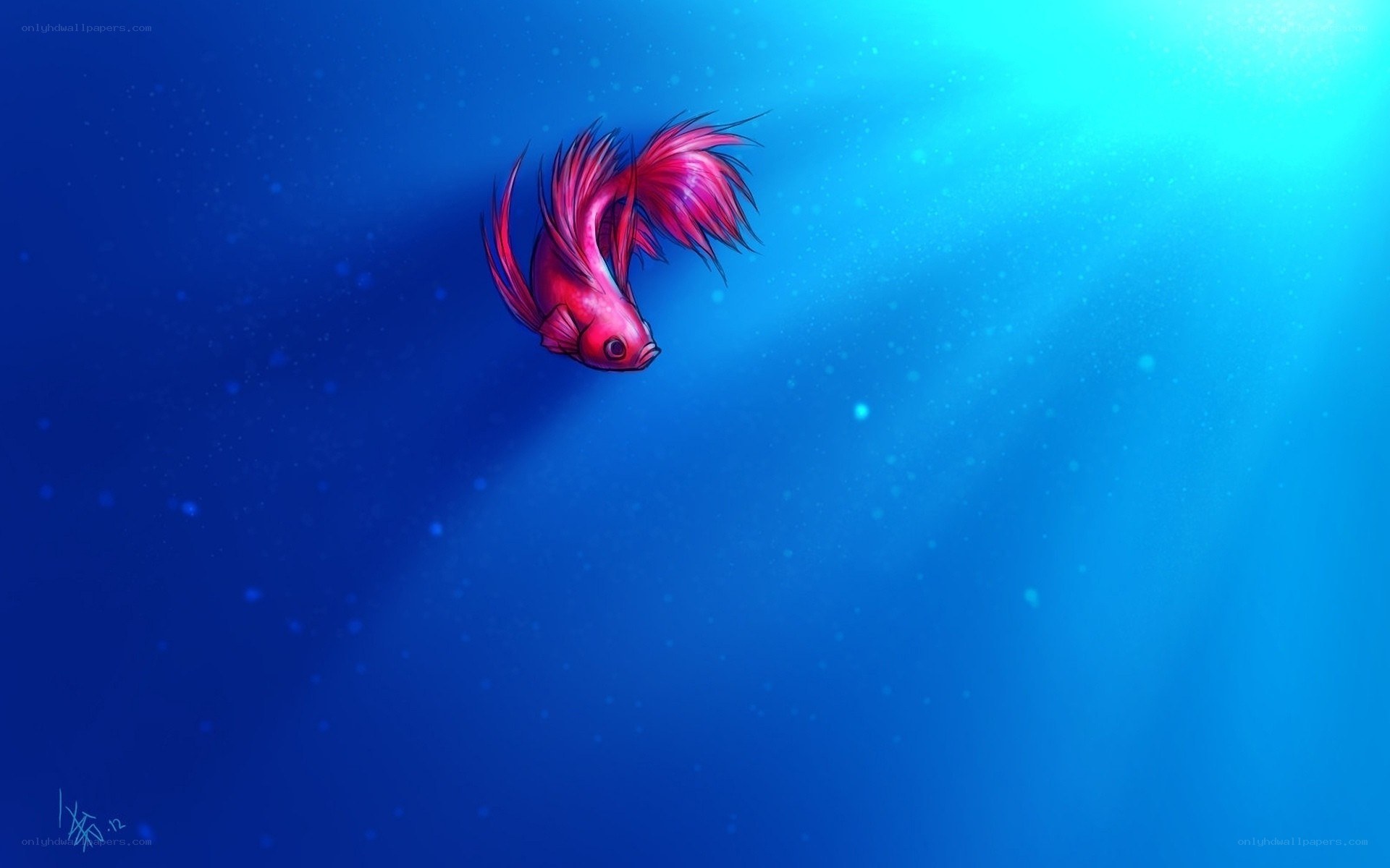 Red fish swimming underwater