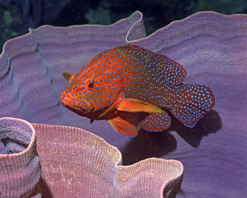 Red fish with blue spots