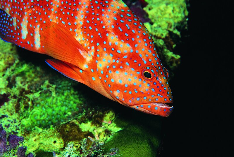 Red Fish with Blue Spots — Dramatic