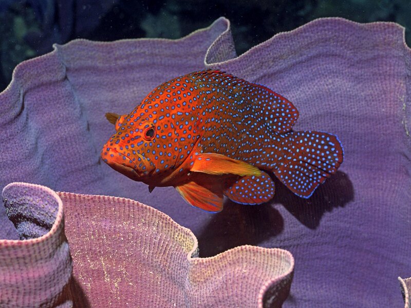 Red Fish with Blue Spots — Orange