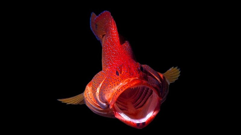 Red Fish with Open Mouth