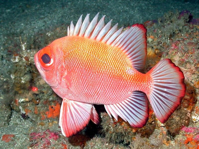 Red fish with spiky fins