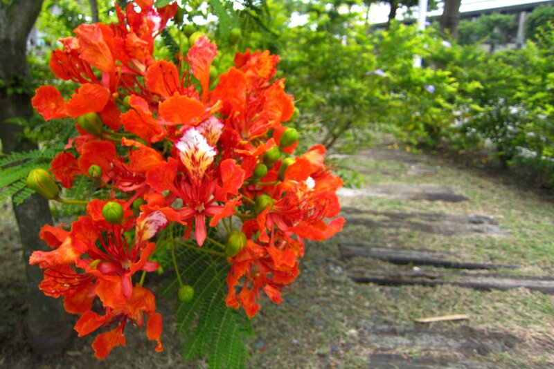 Red Flamboyant Flowers — Serene, Afternoon, Photograph