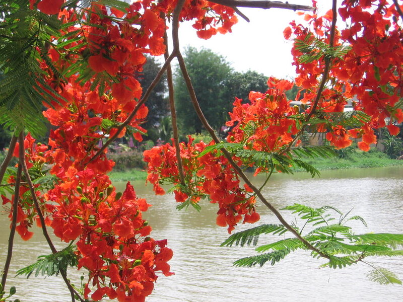 Red Flamboyant Flowers — Serene, Afternoon