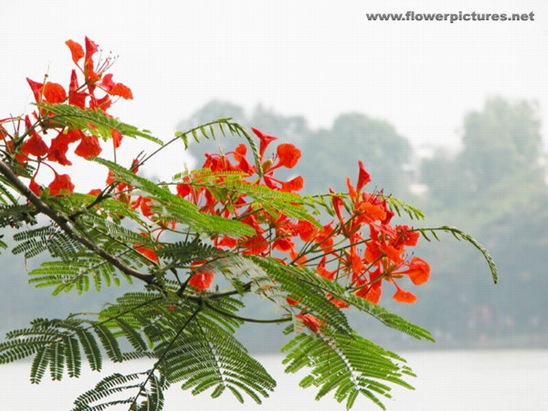 Red Flamboyant Flowers — Serene