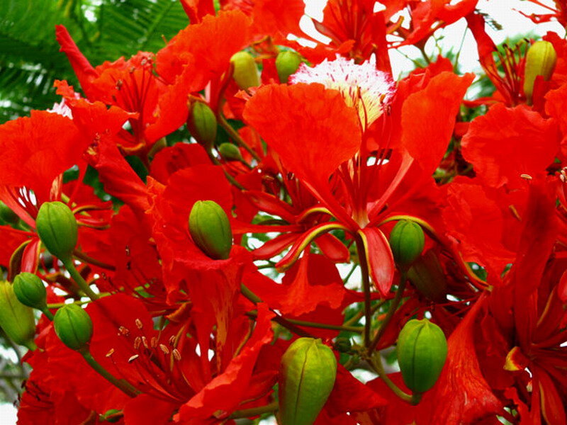 Red Flamboyant Flowers