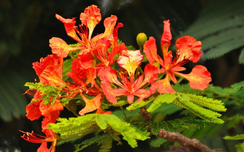 Red Flamboyant Flowers — Vibrant, Afternoon