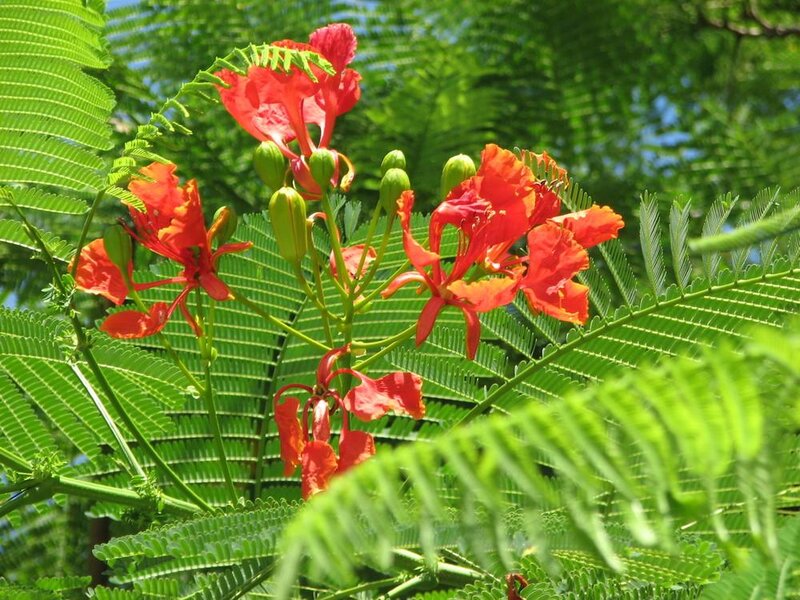 Red Flamboyant Flowers — Vibrant