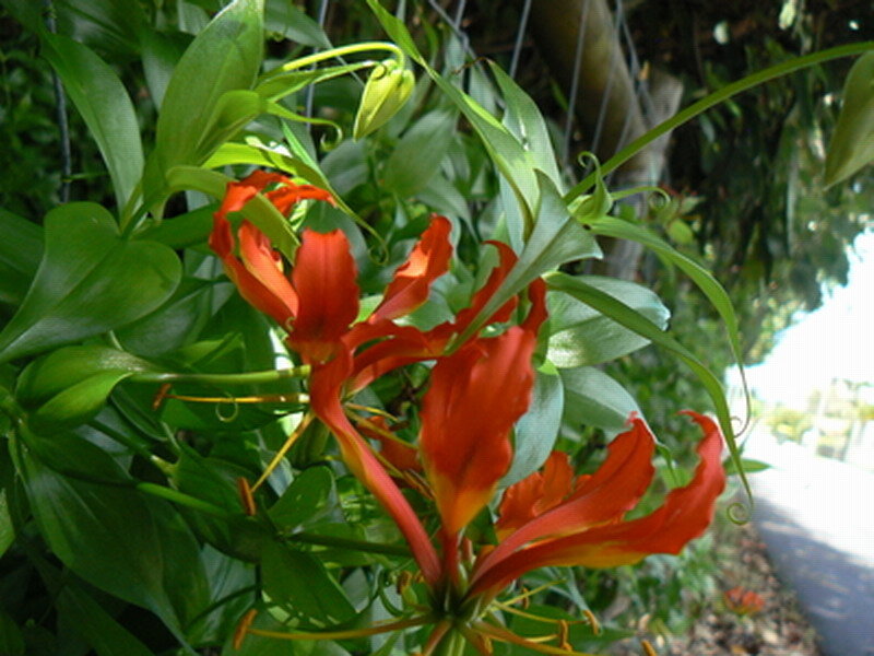 Red Flame Lilies