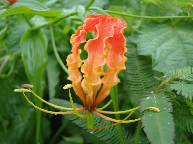 Red Flame Lily Flower