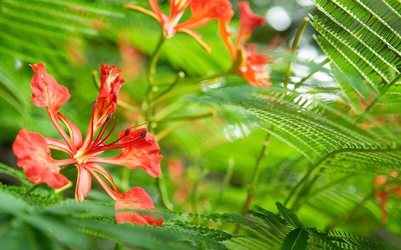 Red Flame Tree Flower