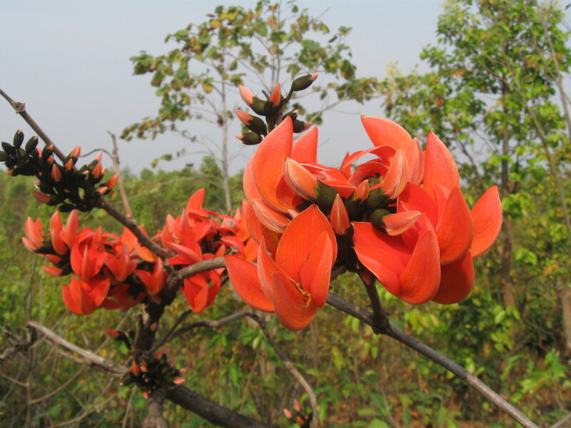 Red Flame Tree Flowers