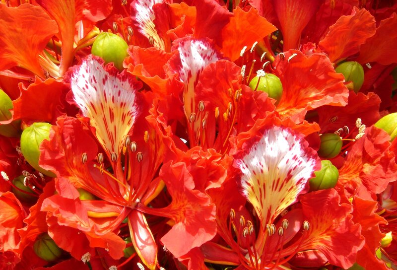Red Flame Tree Flowers — Vibrant, Afternoon