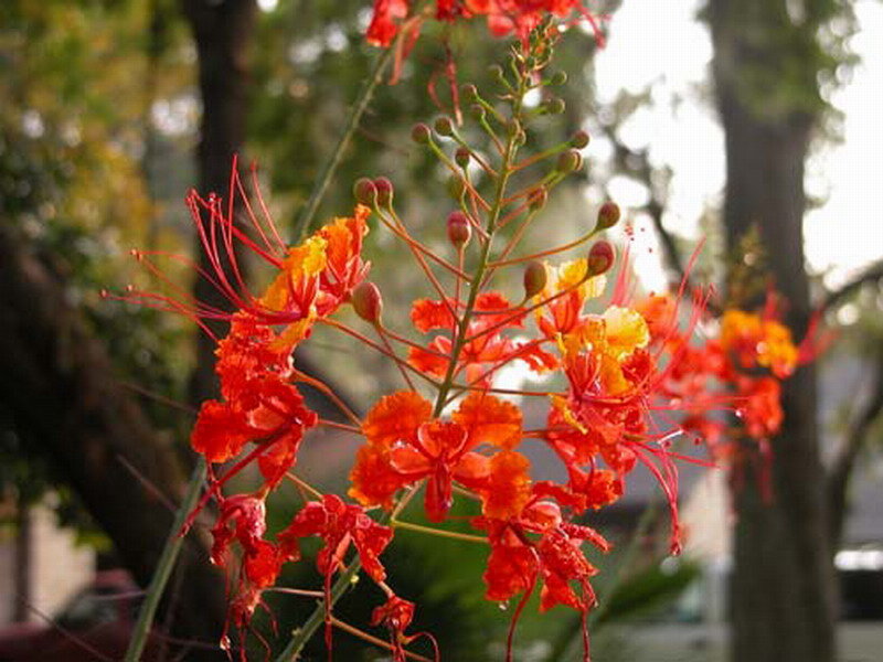 Red Flame Tree Flowers — Vibrant