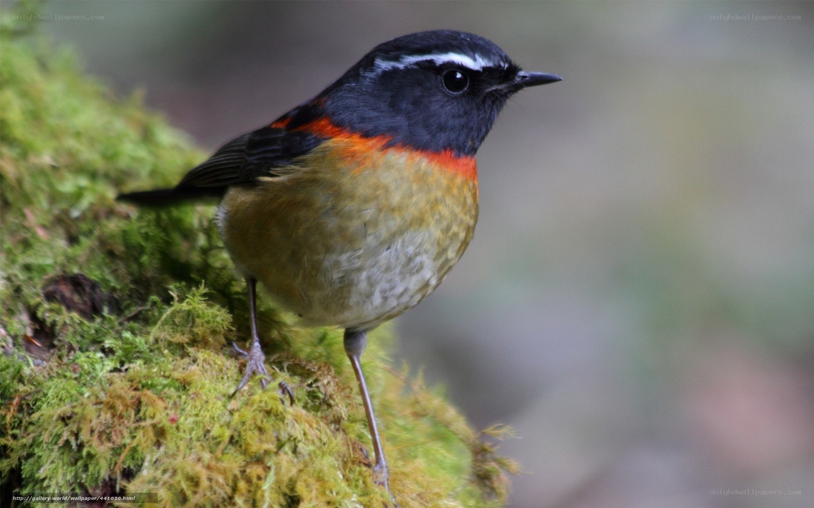 Red-flanked bluetail perched on moss