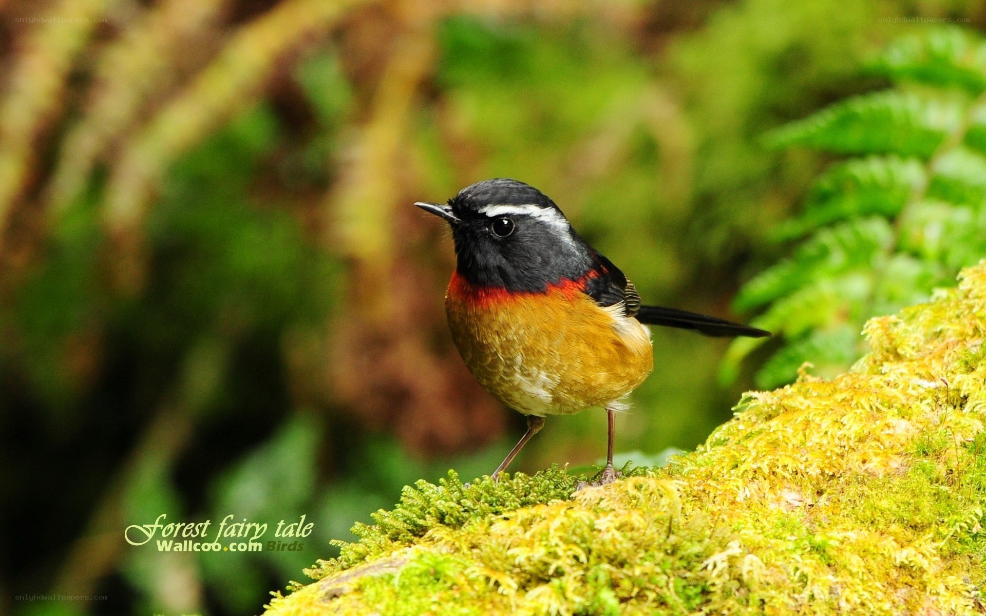 Red-flanked bluetail perched on moss