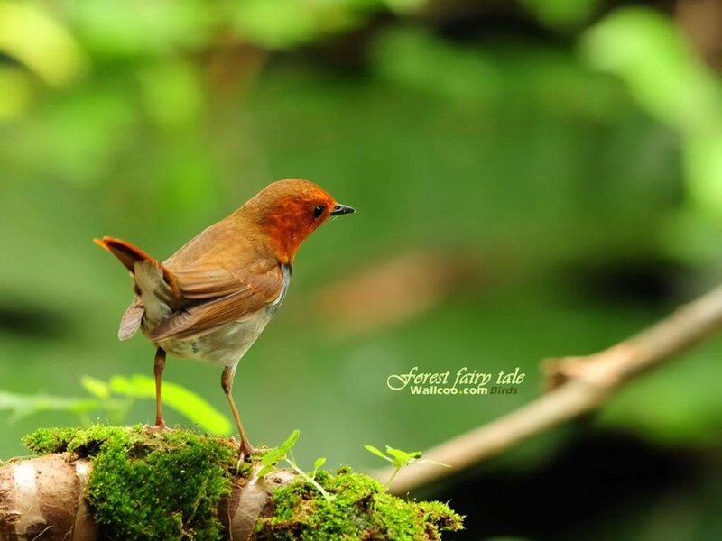 Red-flanked bluetail perched on moss
