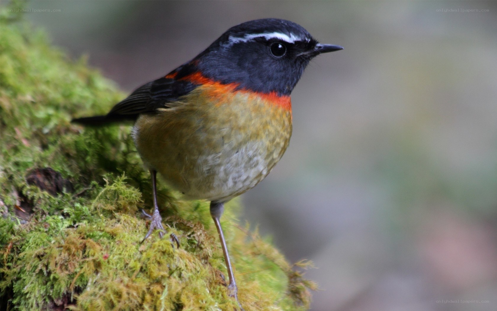 Red-flanked bluetail perched on moss