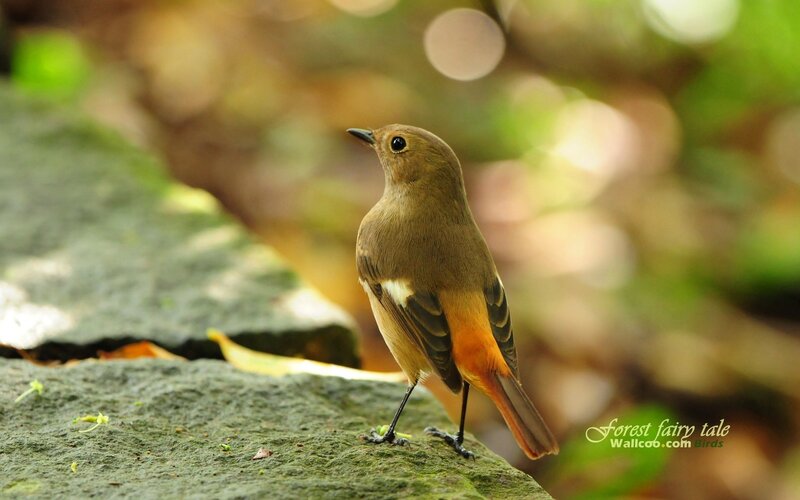 Red-flanked Bluetail perched