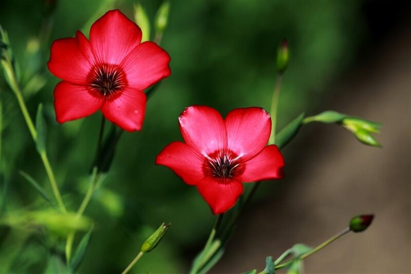 Red Flax Flowers — Serene