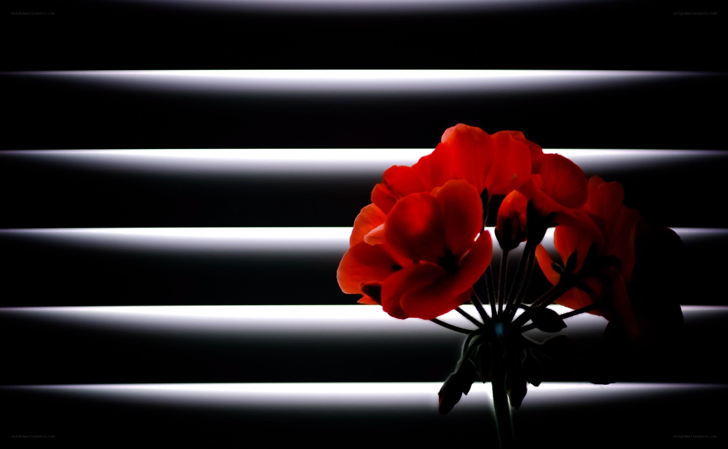 Red flower against blinds