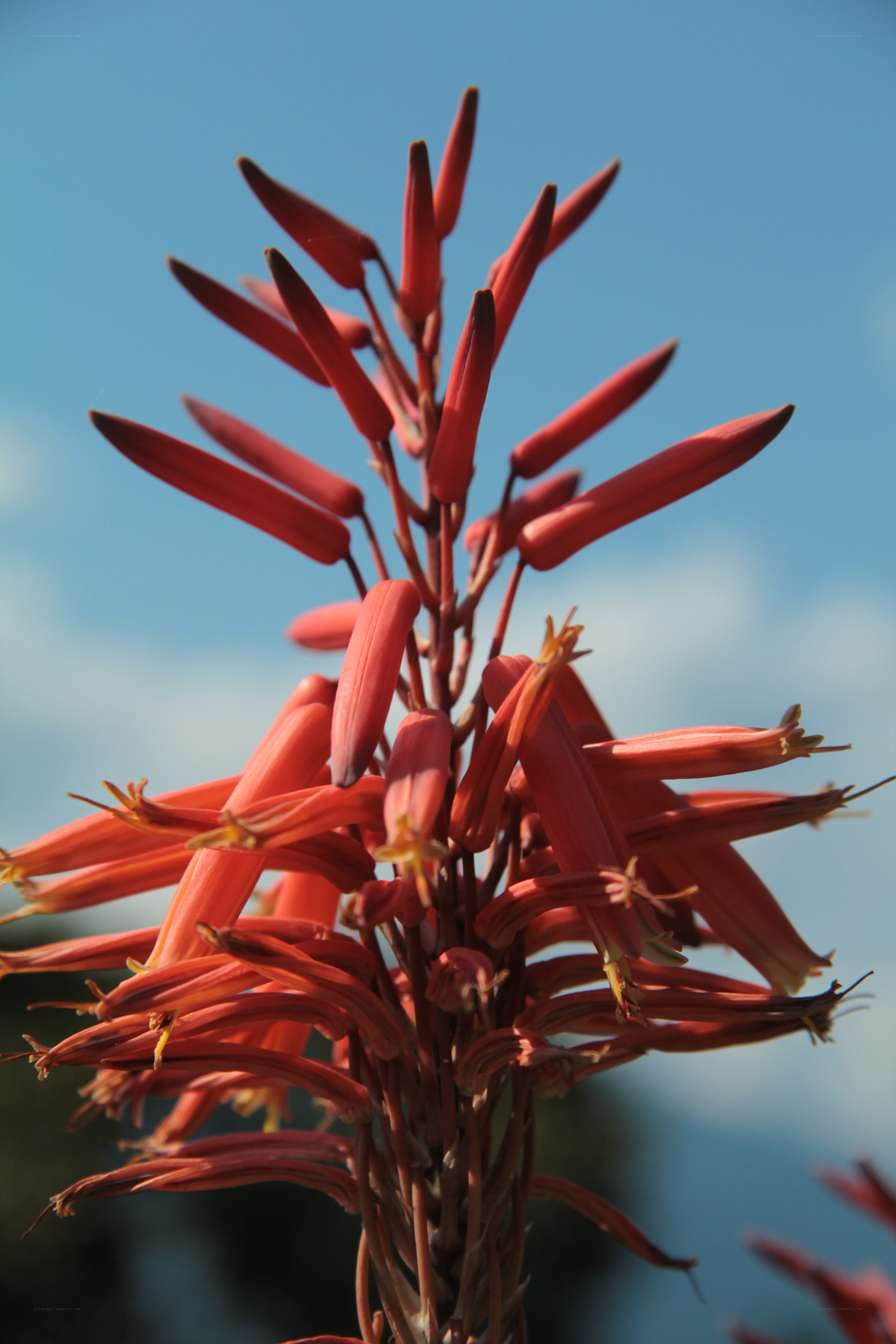 Red flower against blue sky