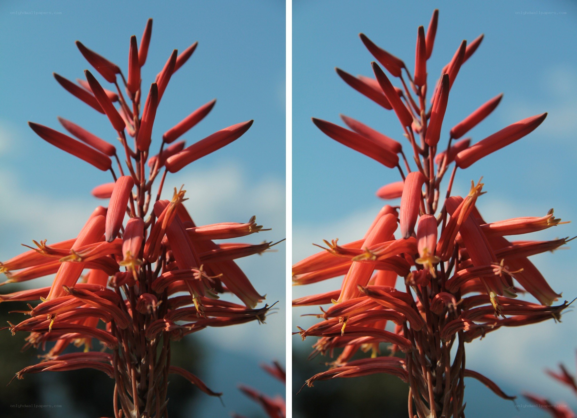 red flower against blue sky