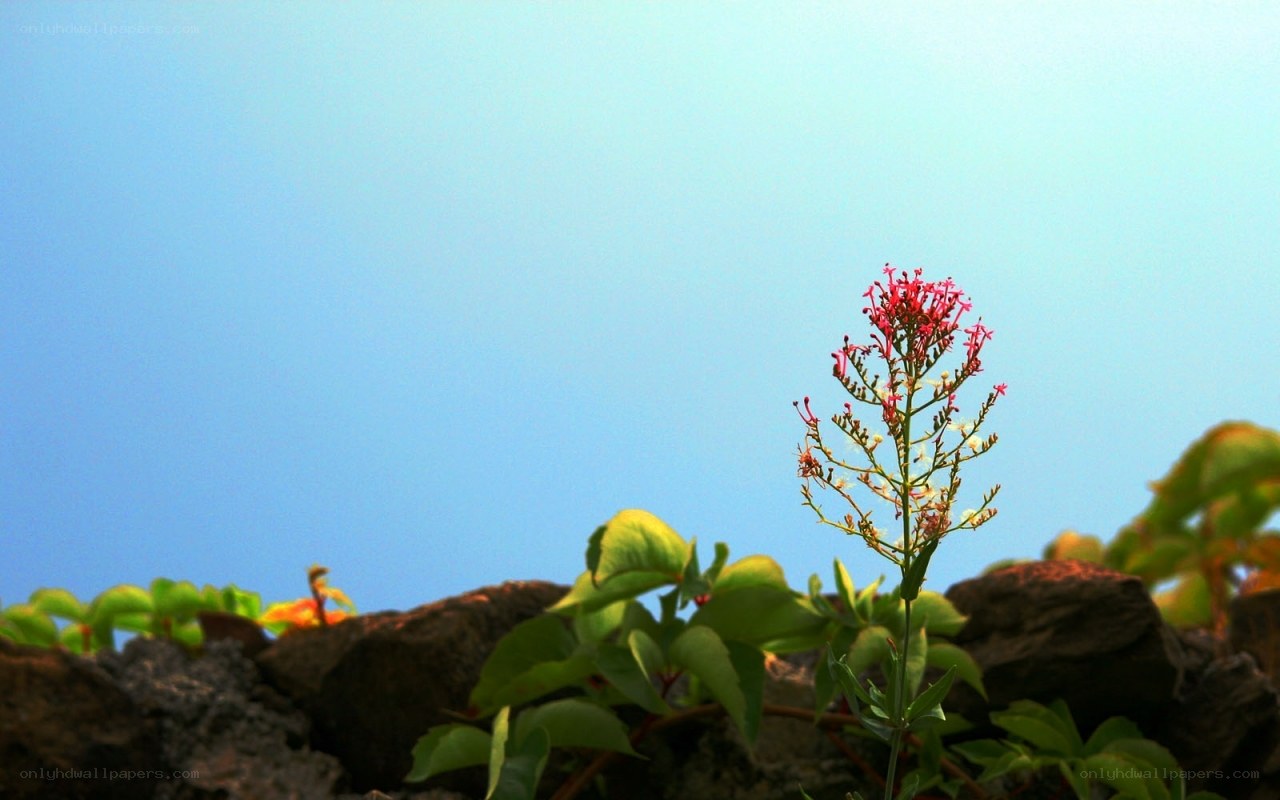 Red flower against blue sky