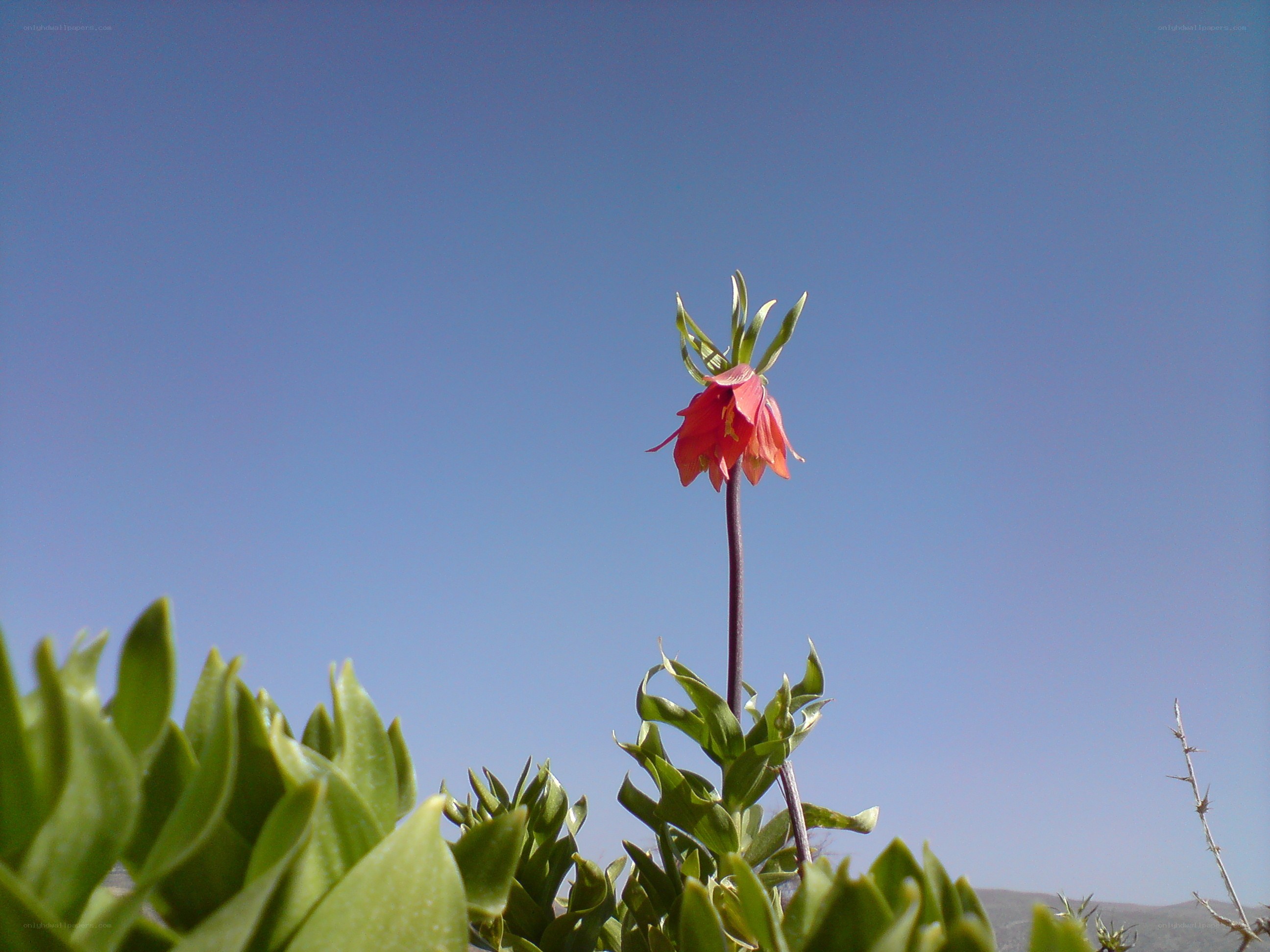 Red flower against blue sky