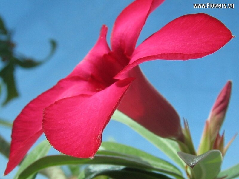 Red Flower Against Blue Sky — Serene, Afternoon