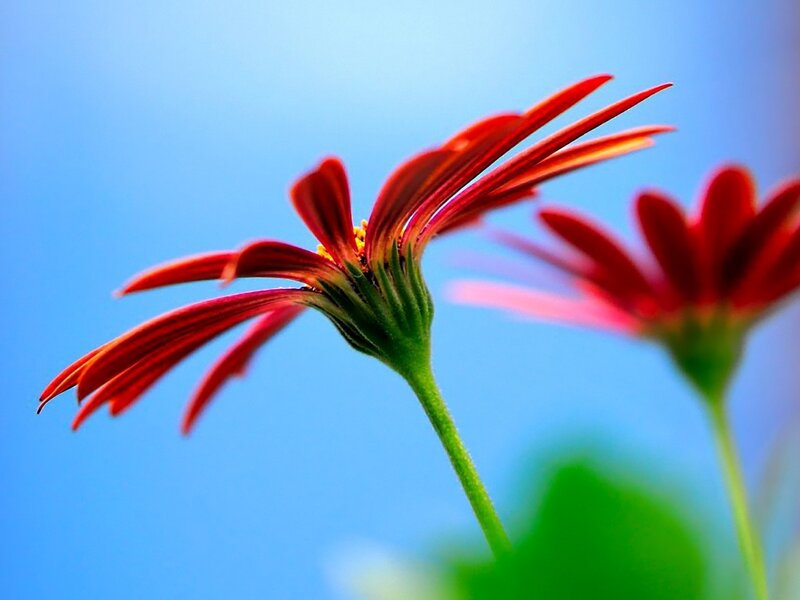 Red Flower Against Blue Sky — Serene