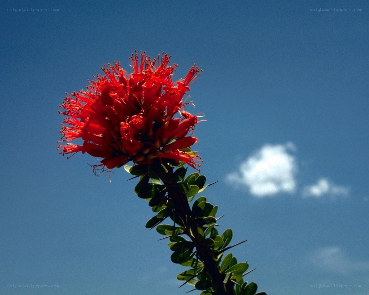 Red flower against blue sky