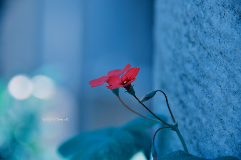 Red Flower Against Blue Wall