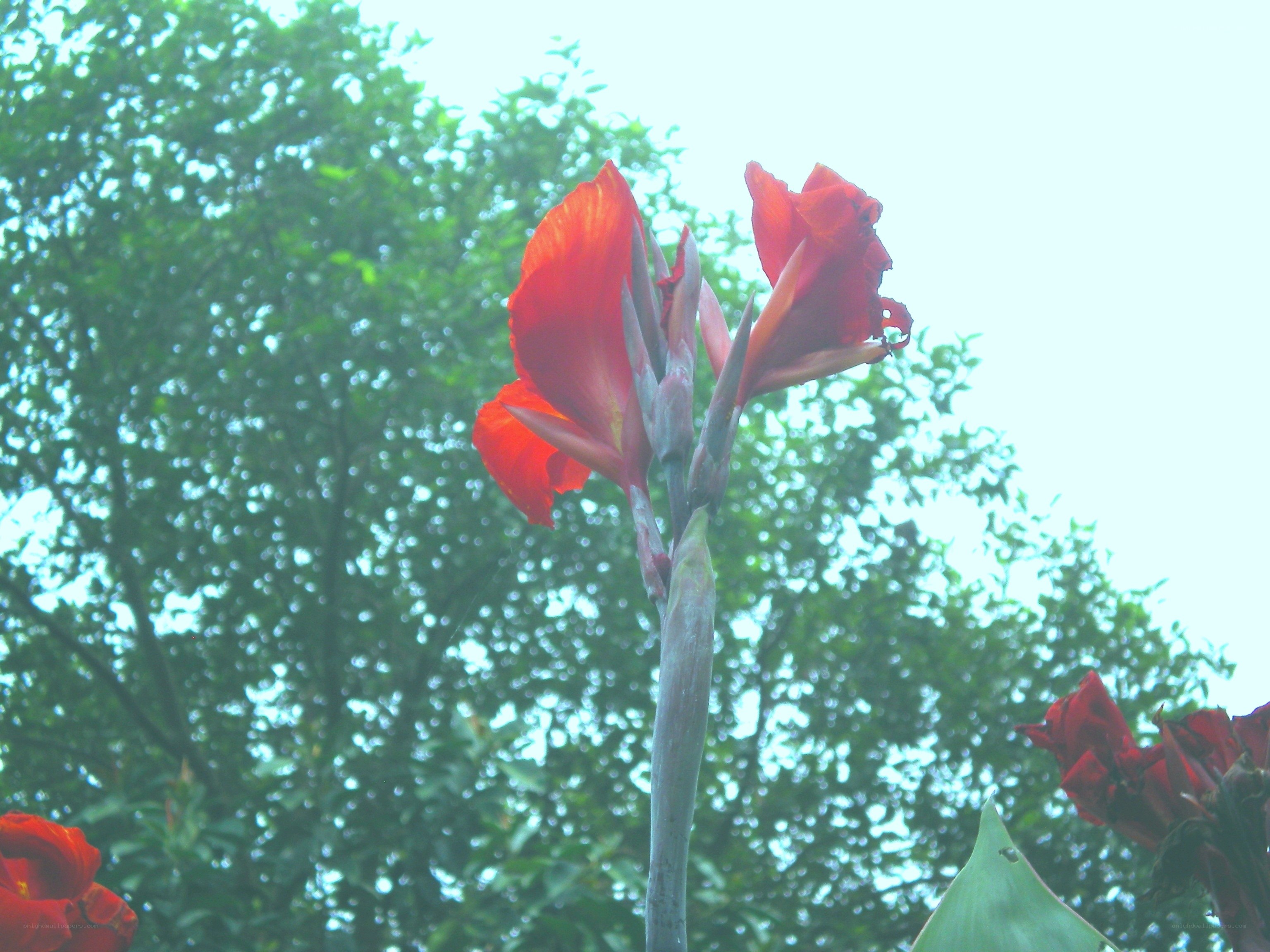 Red flower against green trees
