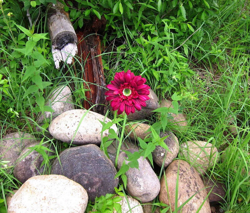 Red Flower Among Rocks